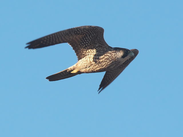 渡良瀬遊水地 塔の上からハヤブサが飛んだ。野鳥(コウノトリ、アトリ等