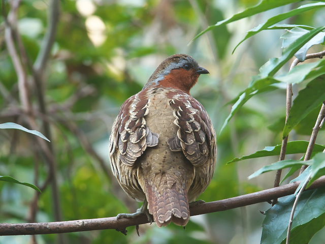 真岡市 井頭公園 初めて野鳥コジュケイを見た、トラツグミは 真岡市 井頭公園 初めて野鳥コジュケイを見た、トラツグミは