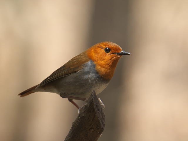 鹿沼市 前日光・井戸湿原 アカヤシオの花は満開。野鳥コマドリ