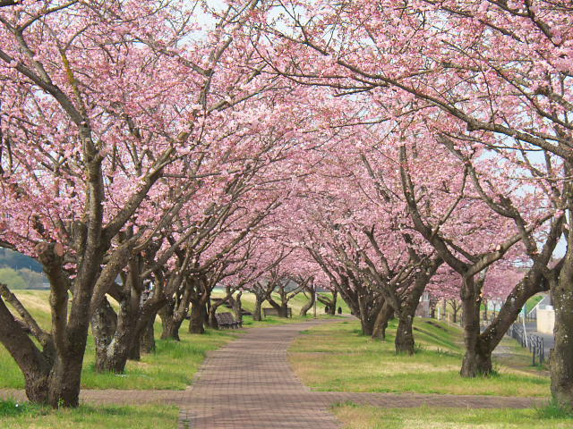 小山市 思川桜が、あと数日で見頃になります。 2019/4/14: 栃木 