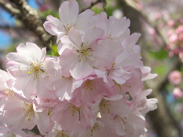 小山市 思川桜(オモイガワザクラ)の開花も早すぎます。 2023/4/3 小山市 思川桜(オモイガワザクラ)の開花も早すぎます。 2023/4/3
