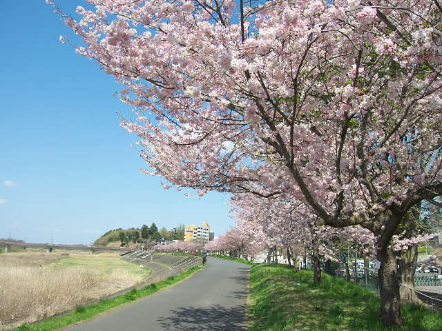 小山市 思川桜(オモイガワザクラ)の開花も早すぎます。 2023/4/3 小山市 思川桜(オモイガワザクラ)の開花も早すぎます。 2023/4/3